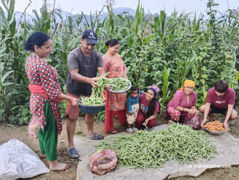 खडेरीले पनि रोकेन मेहनती गुल्मी सेउघाका किसानलाई