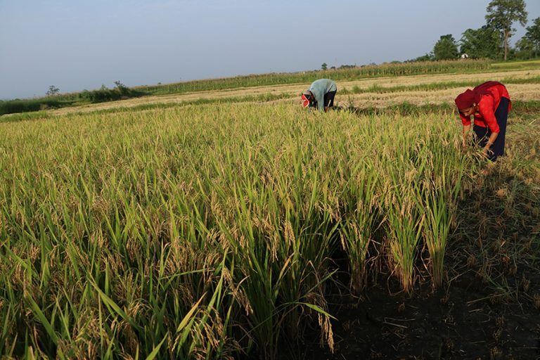 मोरङमा चैते धानको उत्पादन बढ्यो