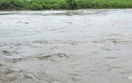 दूध बेच्न जाँदा बाढीले बगाउँदा दाङमा एक जना बेपत्ता