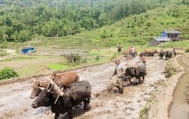 कृषकलाई हल गोरु पाल्न प्रोत्साहन गर्दै स्थानीय तह, ५ हजार रुपैयाँ वितरण