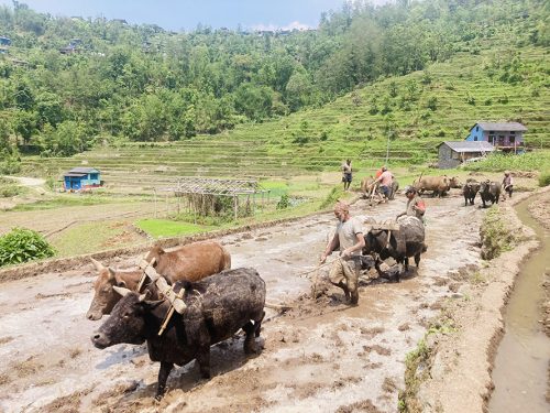 हाते ट्याक्टर छोडेर गोरू पाल्दै किसान