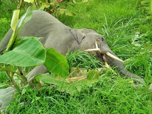 झापामा जङ्गली हात्ती मृत फेला