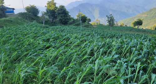 खोटाङमा हुरीले मकै बालीमा क्षति