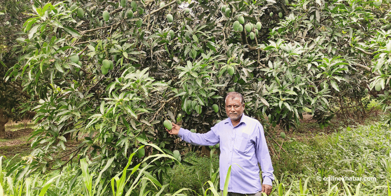 एउटै गाउँको ३०० बिघामा आँप, हरेक किसानको बगैंचा