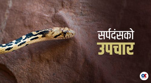 सर्पले टोकेको उपचार कहाँ, कसरी ?