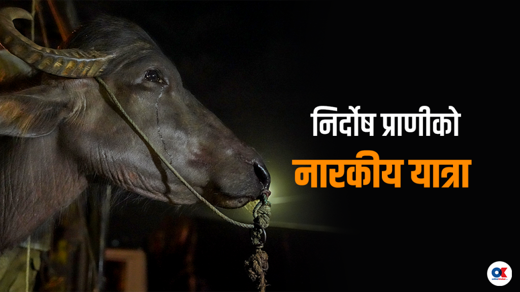 निर्दोष प्राणीको २४ घण्टे नारकीय यात्रा : रगताम्मे शरीर, क्षत–विक्षत यौनाङ्ग