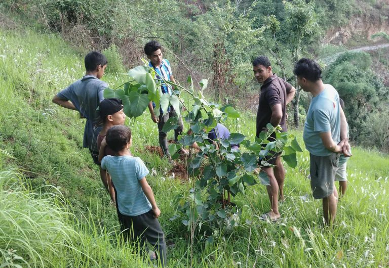 गुल्मीको सेउघामा वरपिपल रोप्ने अभियान