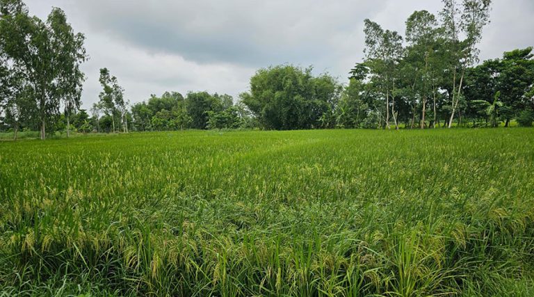 स्थानीय व्यापारी भाउ घटाउँदै, आरजु राइसले किसानसँग किन्न थाल्यो चैते धान