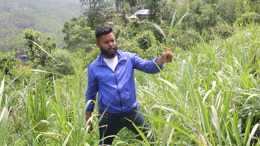घाँसखेतीमा सम्भावना खोज्दै गुल्मीका गोकर्ण