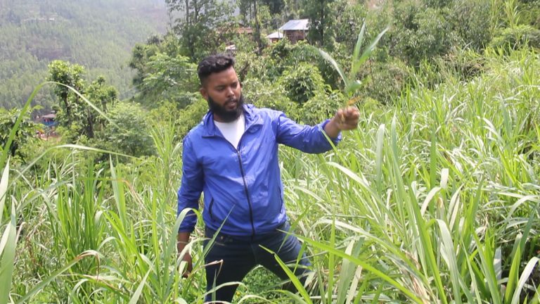 घाँसखेतीमा सम्भावना खोज्दै गुल्मीका गोकर्ण