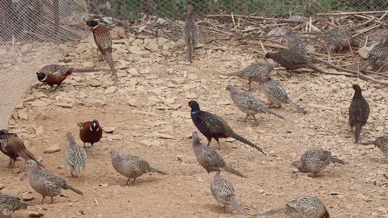 गुल्मीमा फस्टाउन सकेन व्यवसायिक कालिज पालन