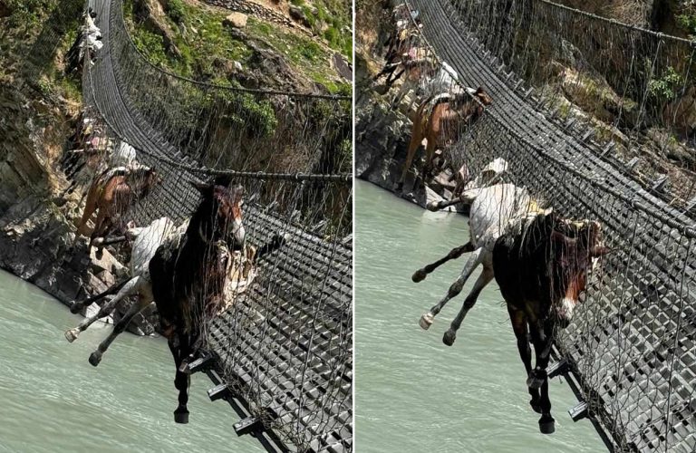 कर्णालीको झोलुंगे पुलको लट्ठा चुँडिदा १४ खच्चर फसे