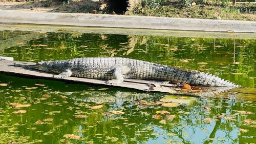 चितवनमा गोही र बाघलाई पेटभरि खुवाउन छैन बजेट