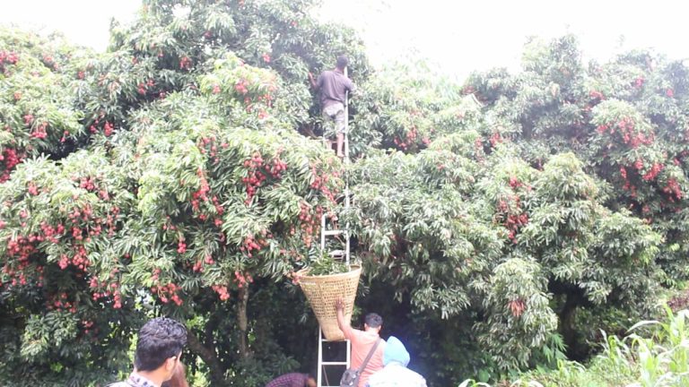 गुल्मीमा लिची उत्पादन घट्यो