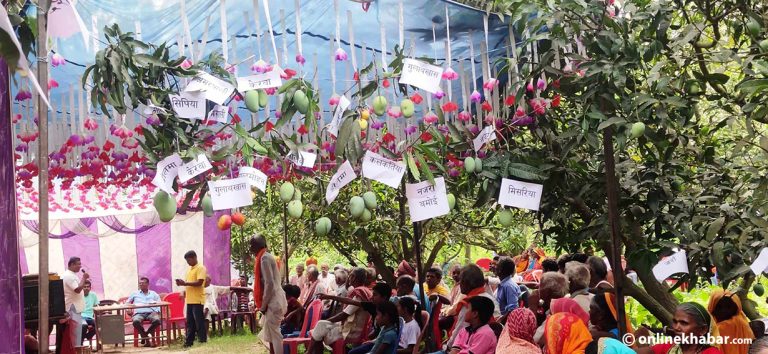 बटेश्वरमा बगैँचामै आँप मेला, सहभागीलाई निःशुल्क खुवाइयो