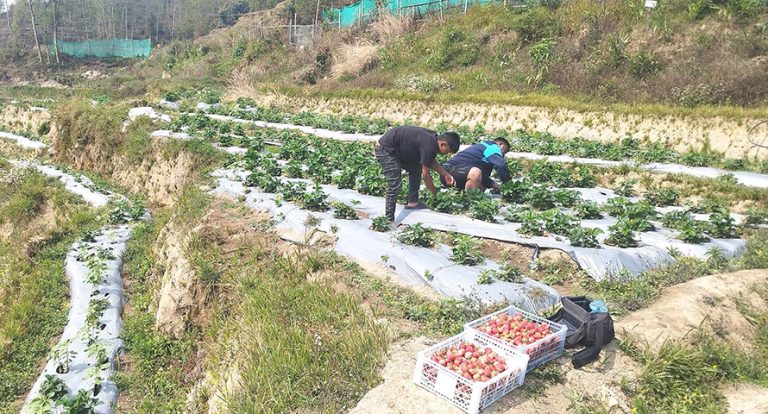 स्ट्रबेरी खेतीतर्फ आकर्षित हुँदै भोजपुरका किसान 
