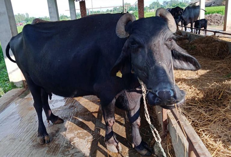 सरुमारानीका १२० जना किसानलाई पाडी