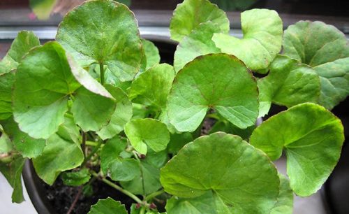 औषधीय गुणले भरिपूर्ण घोडताप्रे
