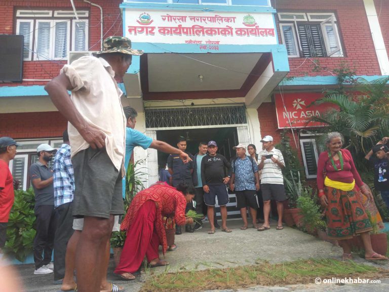 विरोध स्वरूप गोरखाका किसानले गरे नगरपालिका परिसरमै रोपाइँ