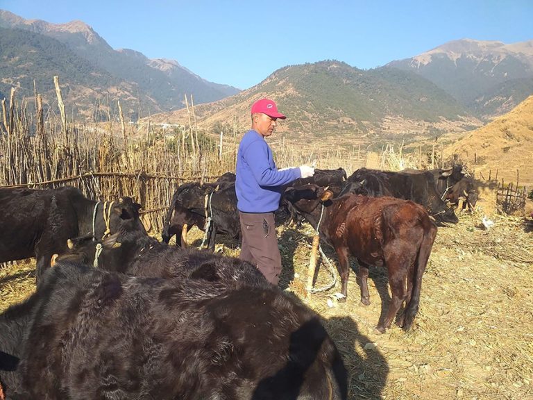 बागलुङमा दुई लाख १६ हजार पशुलाई खोप लगाइयो