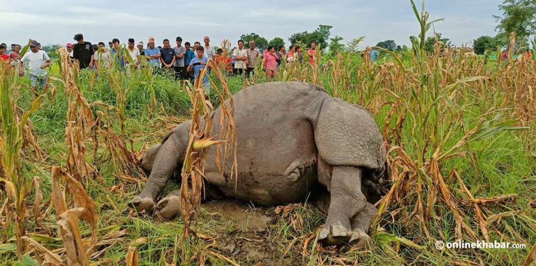 करेन्ट लगाएर गैंडा मारेको आरोपमा २ जना पक्राउ
