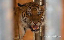 बाघको आक्रमणबाट रामेछापमा एक महिलाको मृत्यु