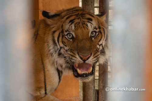 बाघको आक्रमणबाट रामेछापमा एक महिलाको मृत्यु