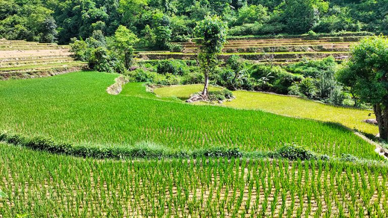 पाल्पामा जम्मा ६० प्रतिशतमात्रै रोपाइँ