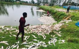 माछा मरेपछि व्यवसायीलाई ६० लाखको क्षति