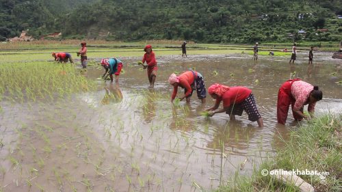 गण्डकीमा १७ सय हेक्टरले घट्यो रोपाईं गर्ने खेत
