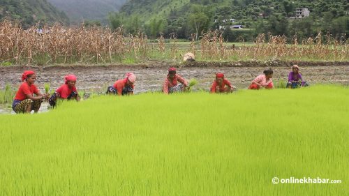 ‘जेठोबुढो’सहित कास्कीका कृषि उपज खाद्य कम्पनीले किन्ने