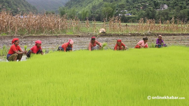‘जेठोबुढो’सहित कास्कीका कृषि उपज खाद्य कम्पनीले किन्ने