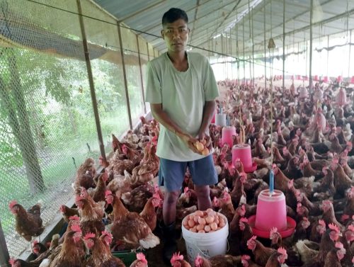 कुखुरा फार्मले बिर्साएको खाडीको व्यथा