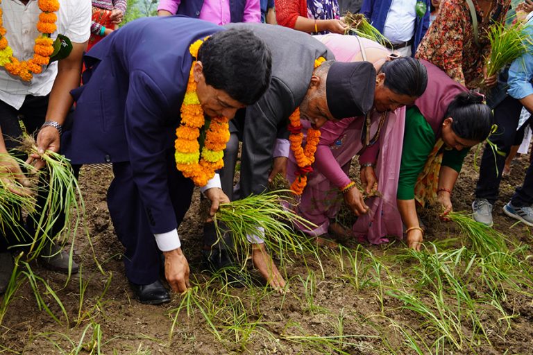 कोदोबाली प्रवर्द्धन गर्न १५ साउनलाई राष्ट्रिय दिवस घोषणा गर्ने सरकारको तयारी
