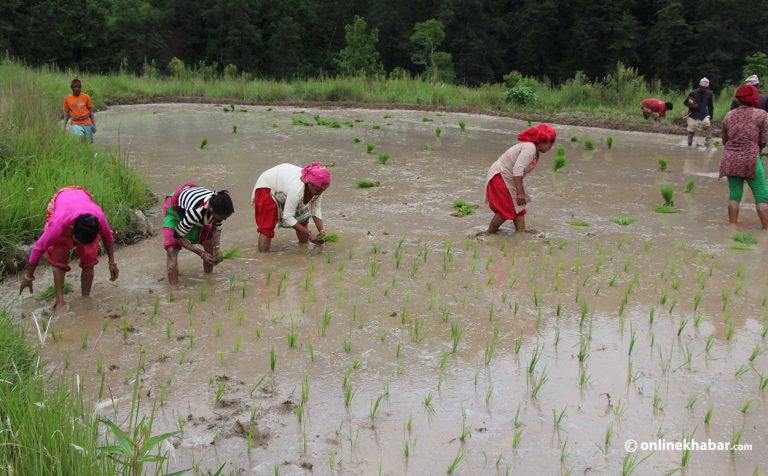 गुल्मीमा २५ प्रतिशत धान रोपाइँ