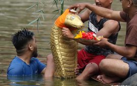 आज नाग पञ्चमी, यस्तो छ धार्मिक, साँस्कृतिक र पर्यावरणीय महत्त्व