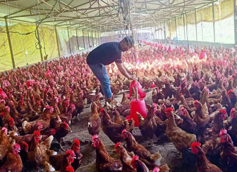 साढे १ करोड लगानीमा कुखुरापालन