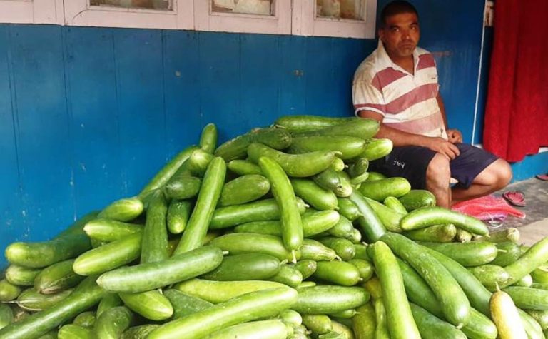 काँक्रा खेतीले बदलियो इलामका किसानको जीवनस्तर