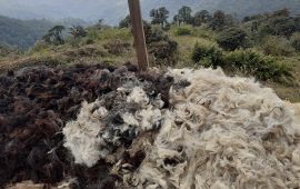 उपल्लो मुस्ताङमा हिमचितुवाको आक्रमणबाट २१ भेडाच्याङ्ग्रा मरे