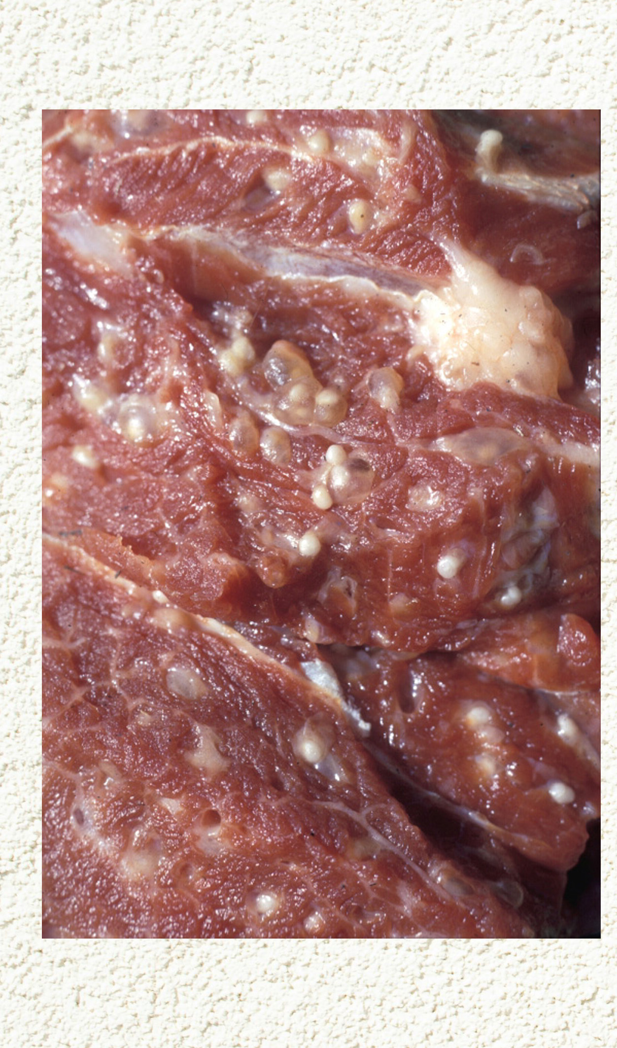 राँगाको मासुमा हुनसक्छ फित्तेजुका, के हानि गर्छ ?