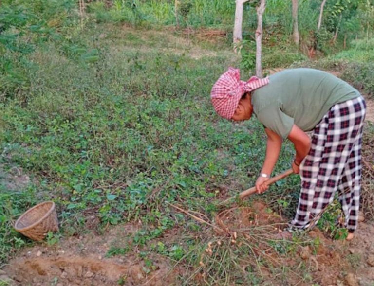 हलेसीमा ५ मुरीभन्दा बढी बदाम फलाउनेलाई पुरस्कार