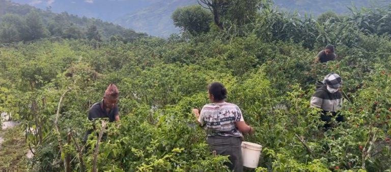 म्याग्दी अकबरे खुर्सानीको व्यावसायिक खेती