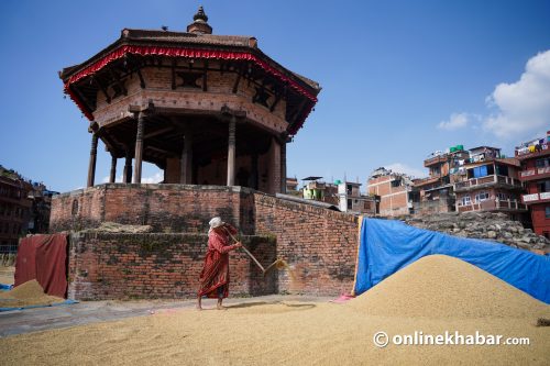 धमाधम धान थन्क्याउँदैछन् भक्तपुरका किसान (तस्वीरहरू)