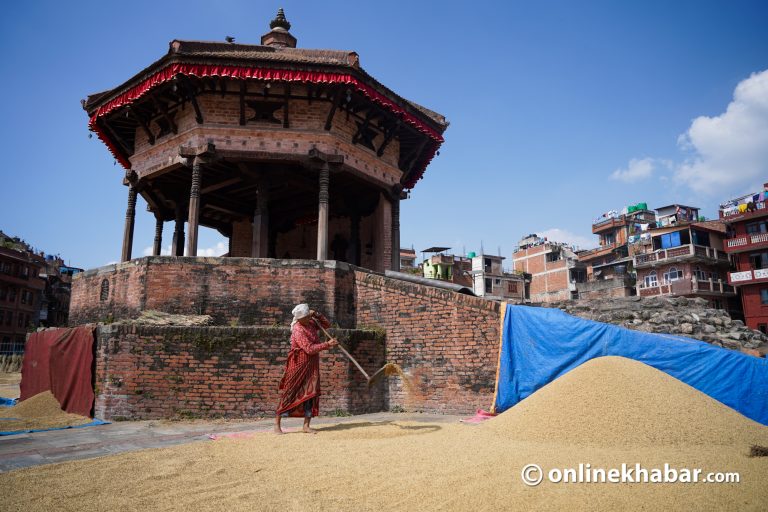 धमाधम धान थन्क्याउँदैछन् भक्तपुरका किसान (तस्वीरहरू)