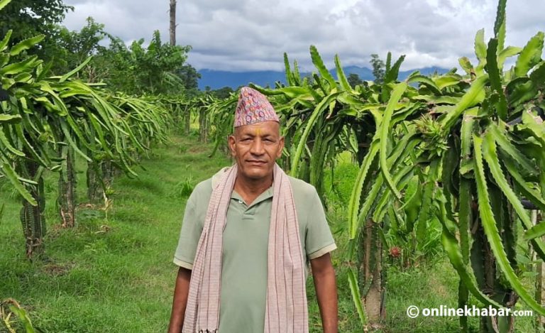 ड्रागन खेतीमा रमाइरहका चक्रबहादुर