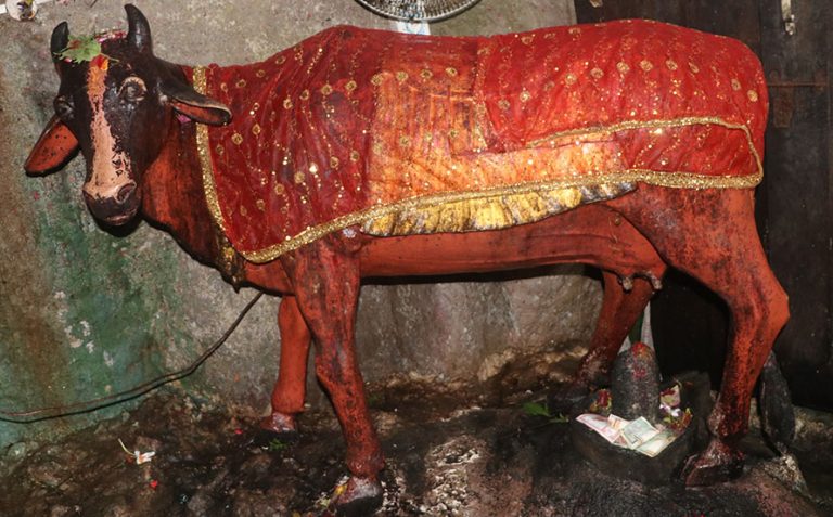गुप्तेश्वर गुफाको आम्दानीको स्रोत कामधेनु गाई