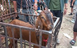 पशुको आँशु  र चीत्कारमा उत्सव मनाइरहेका मान्छेहरु