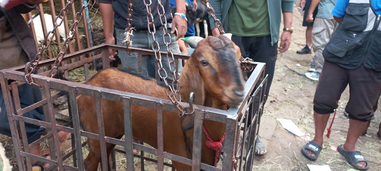 पशुको आँशु  र चीत्कारमा उत्सव मनाइरहेका मान्छेहरु