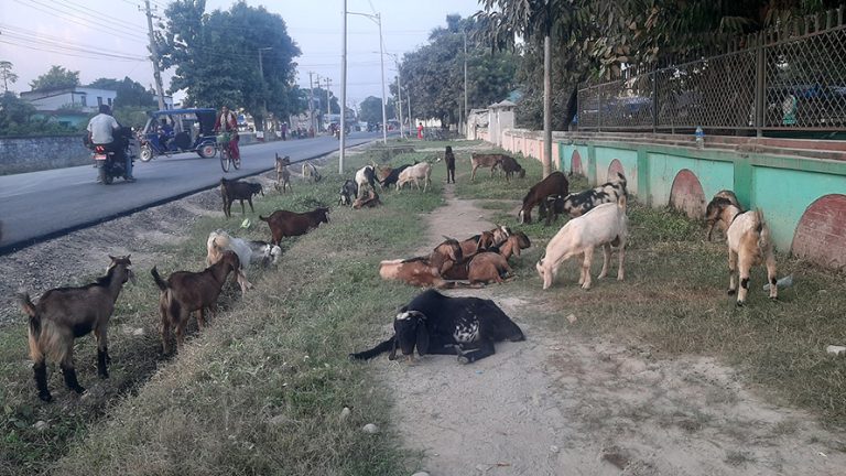दशैंमा खसीबोका बिक्री नहुँदा डडेल्धुराका किसान निराश