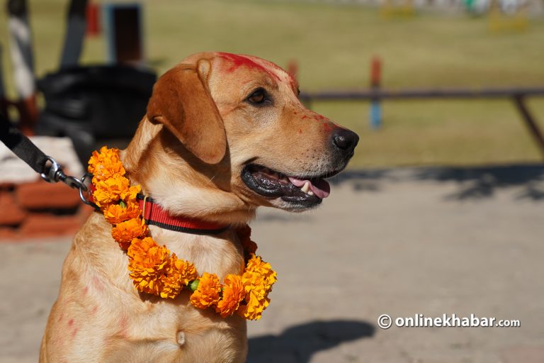 कुकुर तिहार किन मनाइन्छ ?